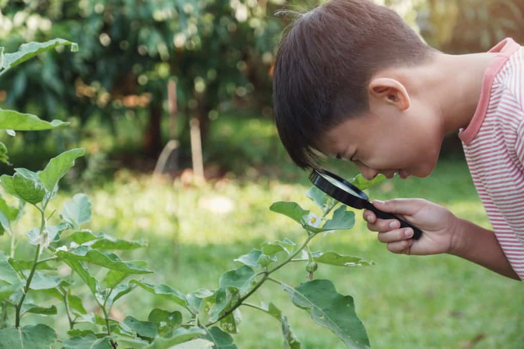 young boy using magnifying glass on leaves