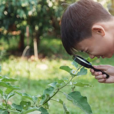 young boy using magnifying glass on leaves